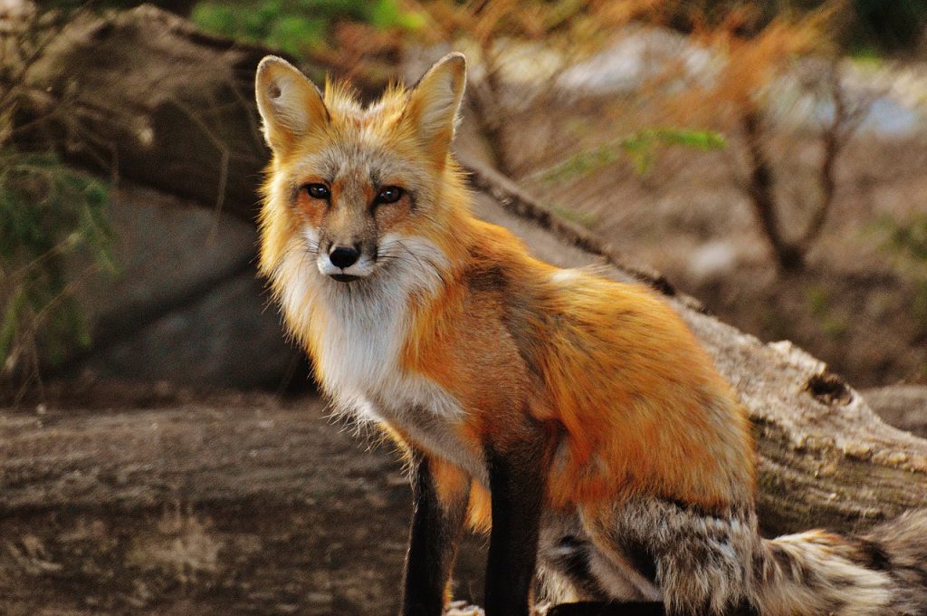 pixabay-fox