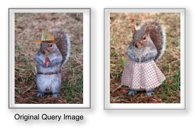 Squirrel Outfits - TinEye Cool Searches