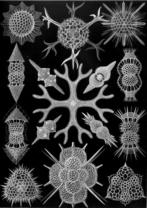 Haeckel Spumellaria